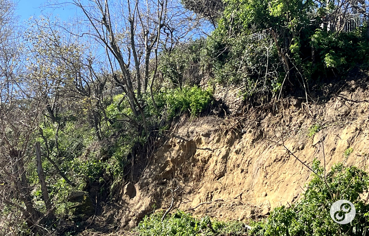 Il verde spontaneo nelle città contemporanee